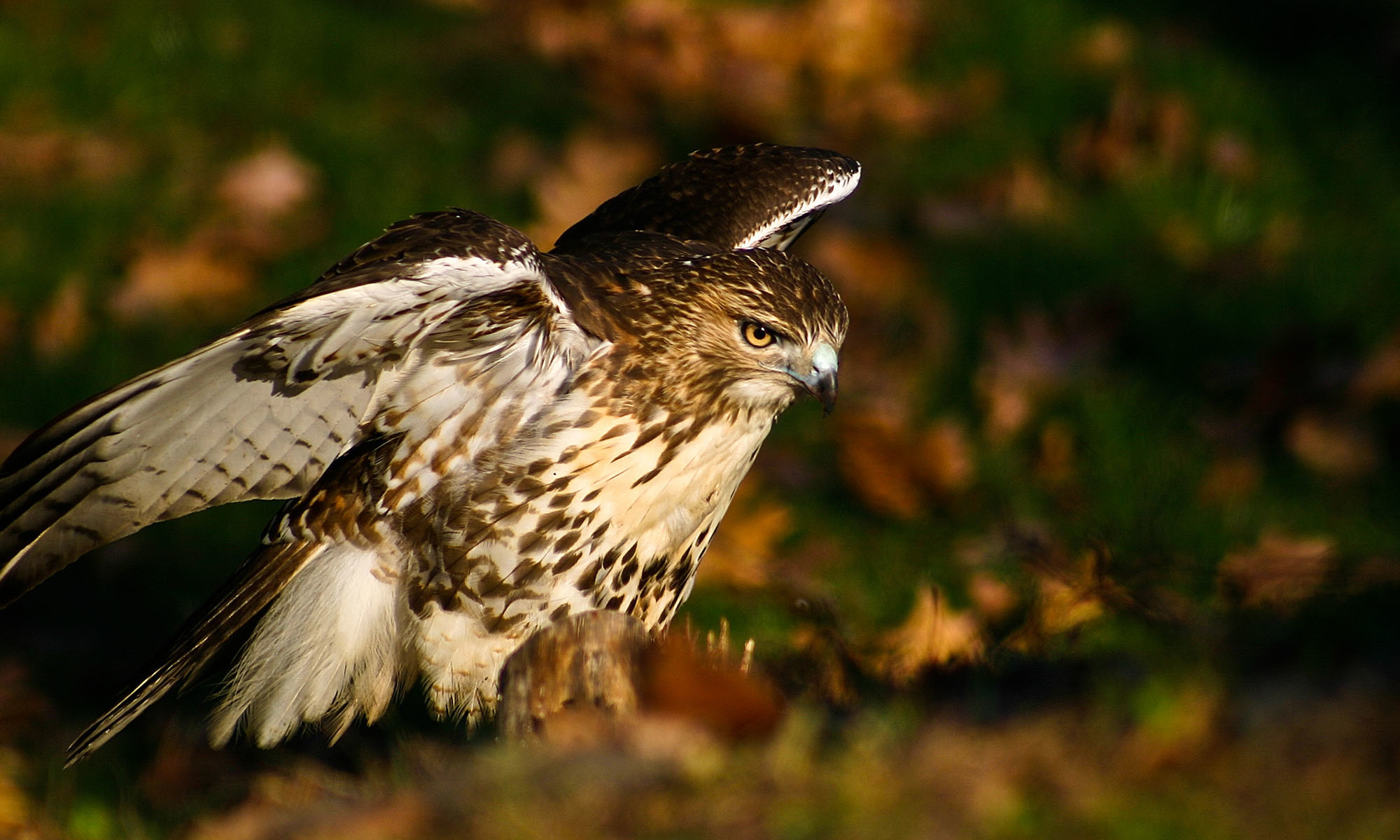 Hawk Symbolism & Spiritual Meanings Of Hawk Spirit Animal