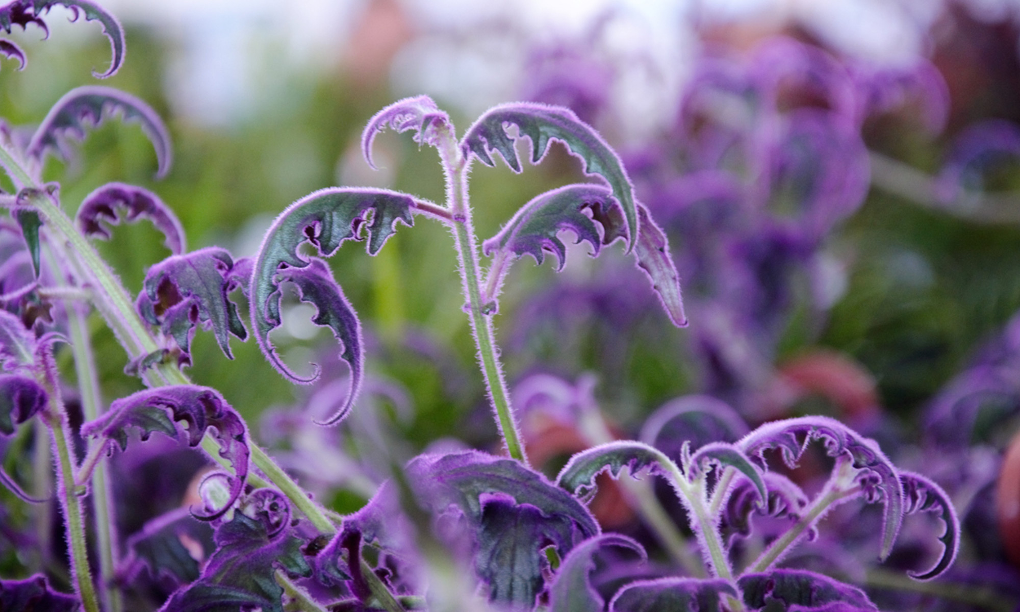 Love The Color Purple? Here's What To Know About Its Spiritual Meaning