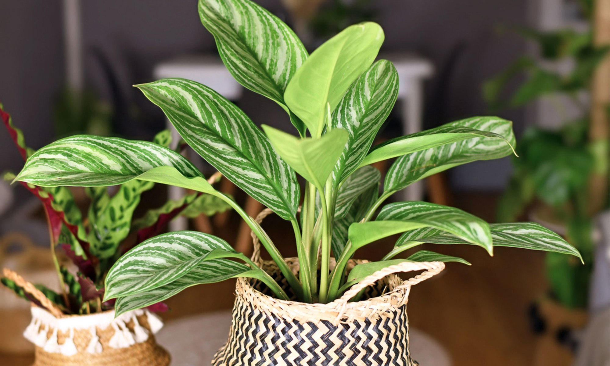 Chinese Evergreen Growth Care Tips How To Propagate More