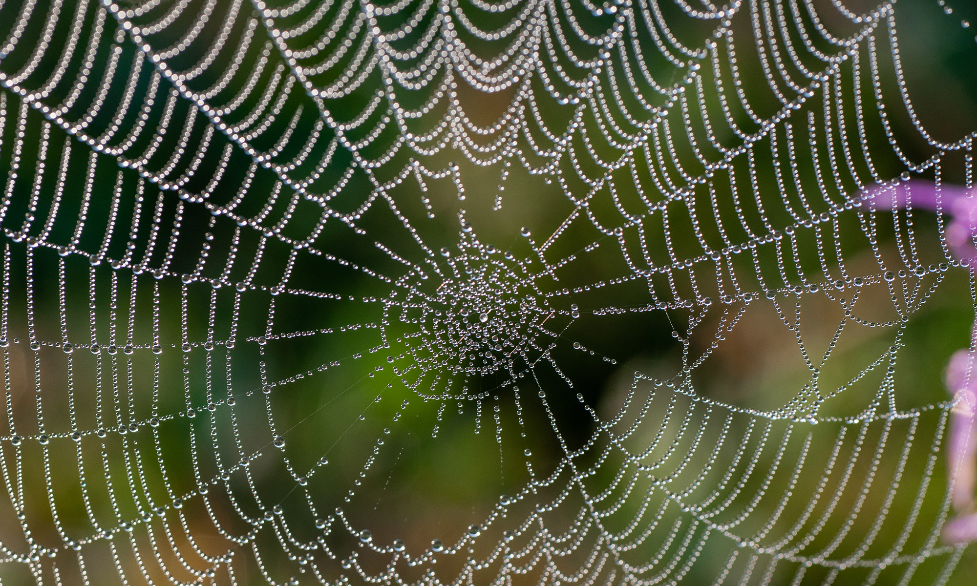 Finishing Off the Spider's Web