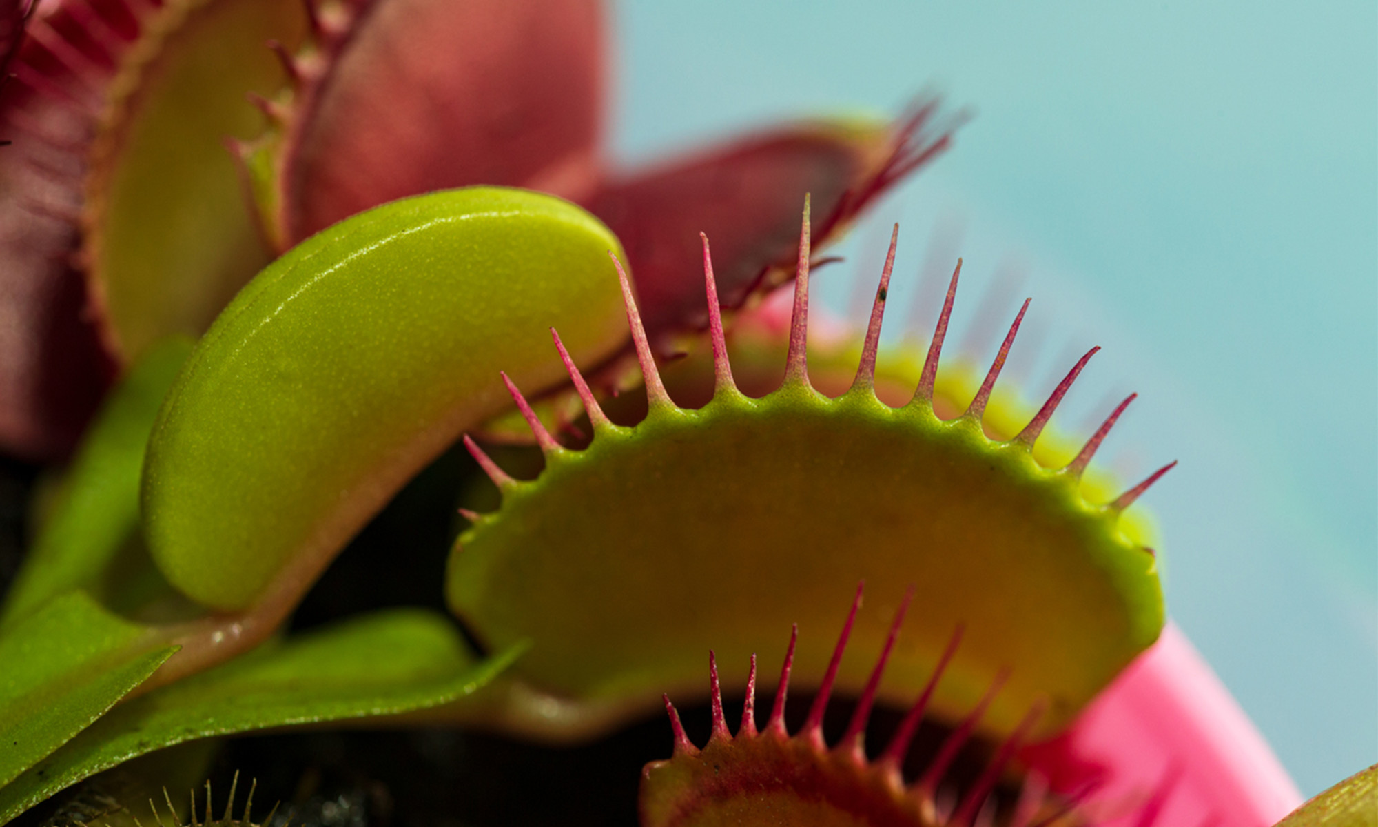 How to Care for a Venus Fly Trap