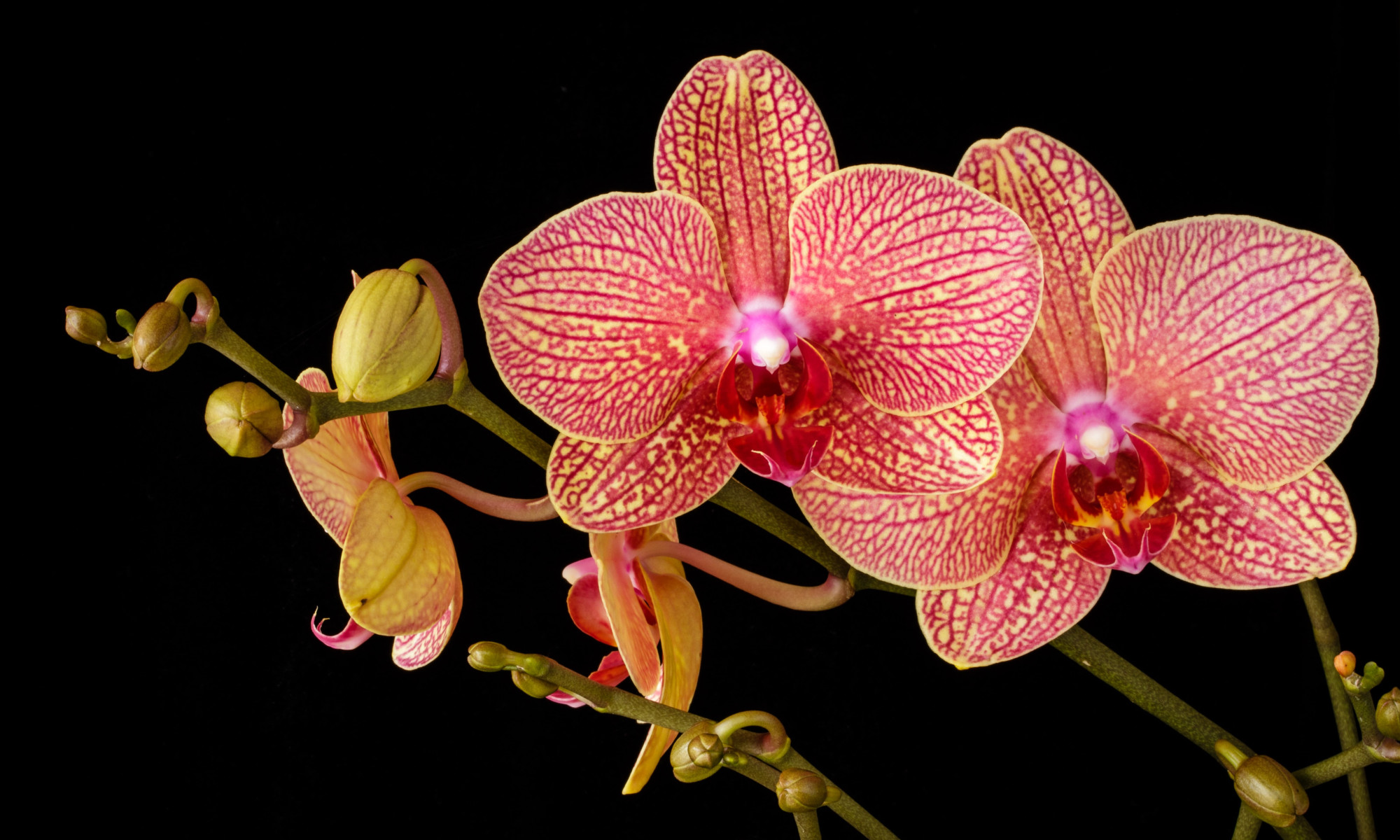 Orchid Symbolism 10 Meanings Behind