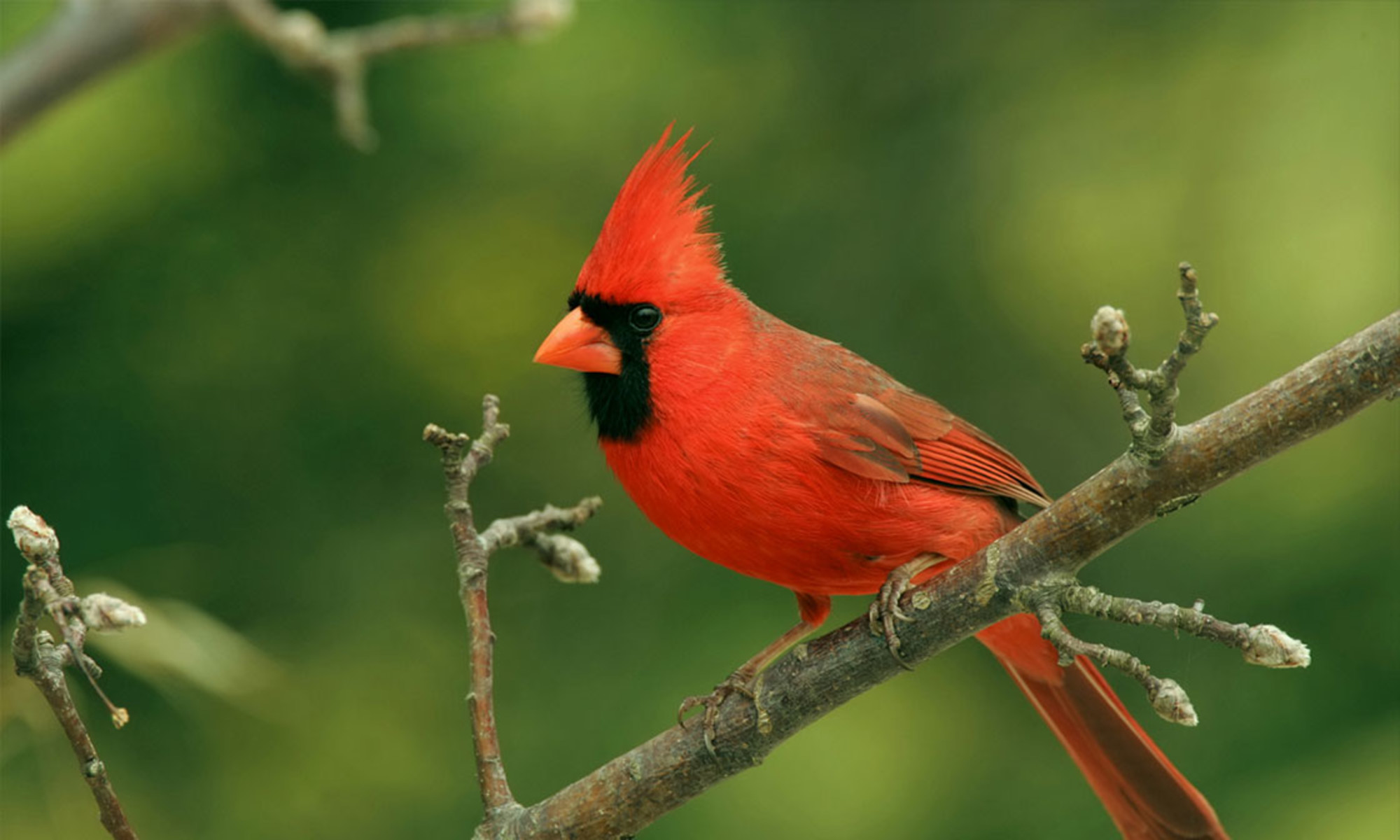 meaning of red cardinal visit