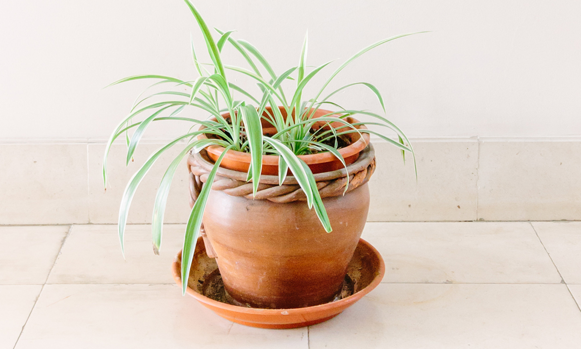 Spider Plants: How to Grow and Care for Spider Plants