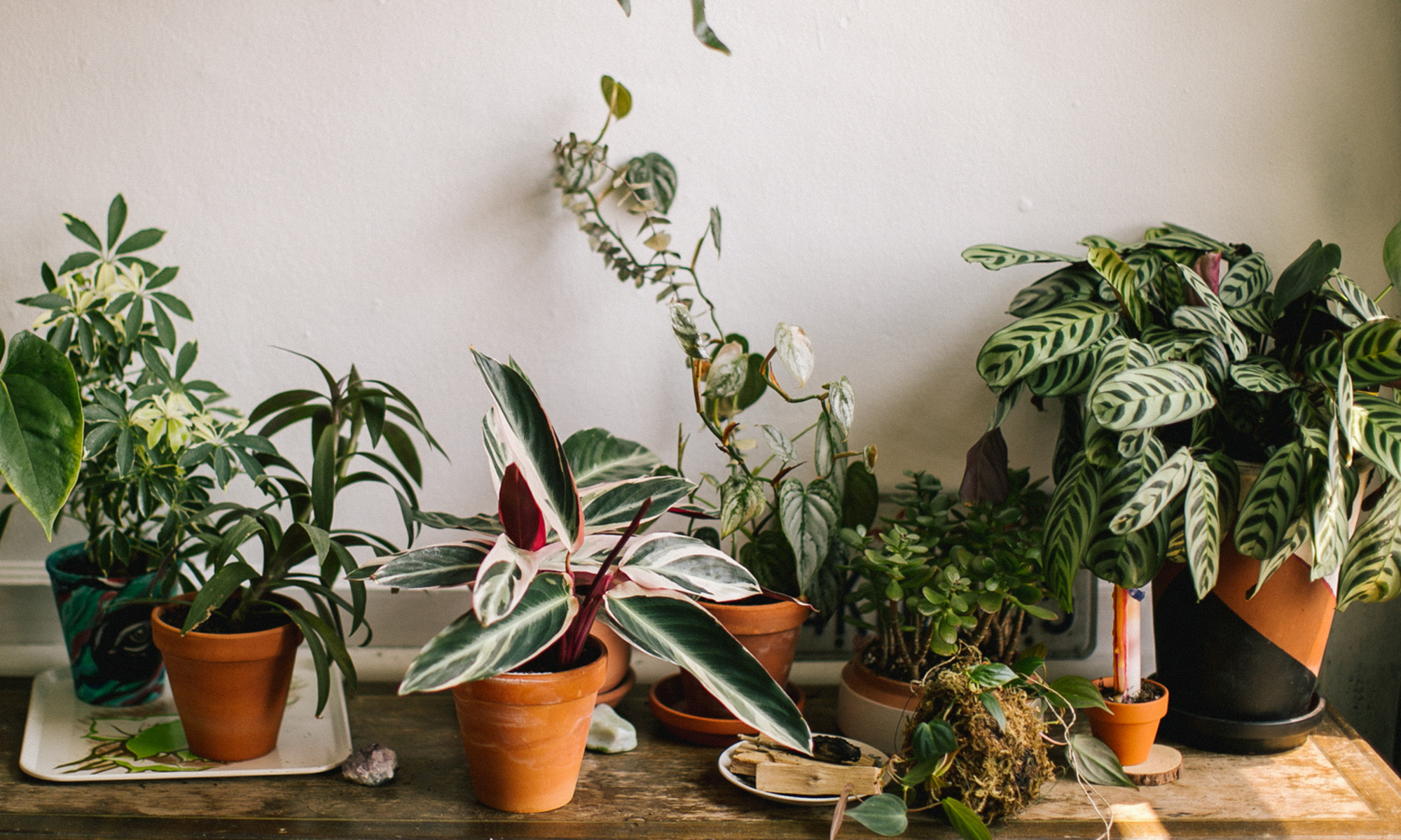 7 Houseplants That Purify The Air (And Are Nearly Impossible To Kill)