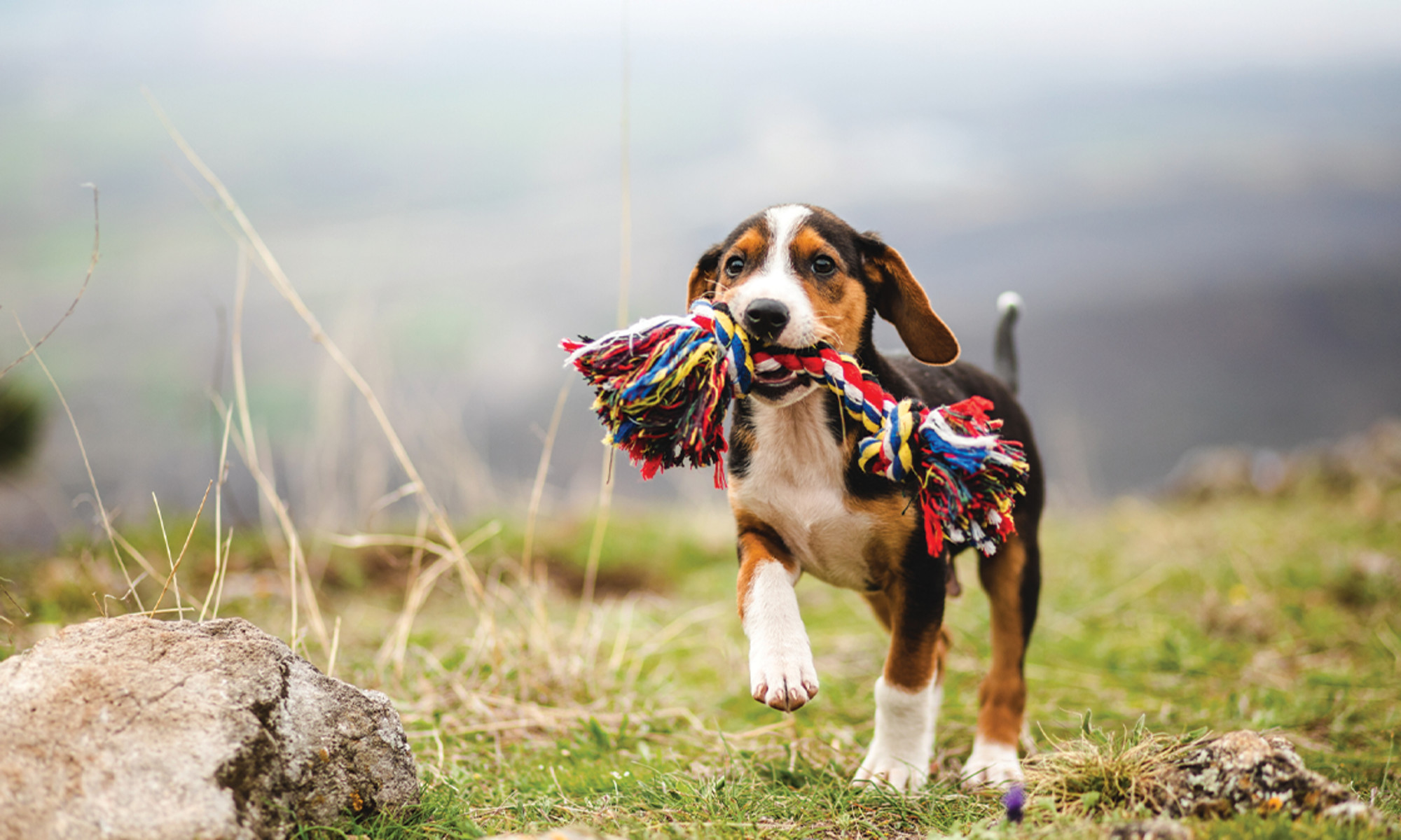 Best Natural Flea Treatment For Dogs