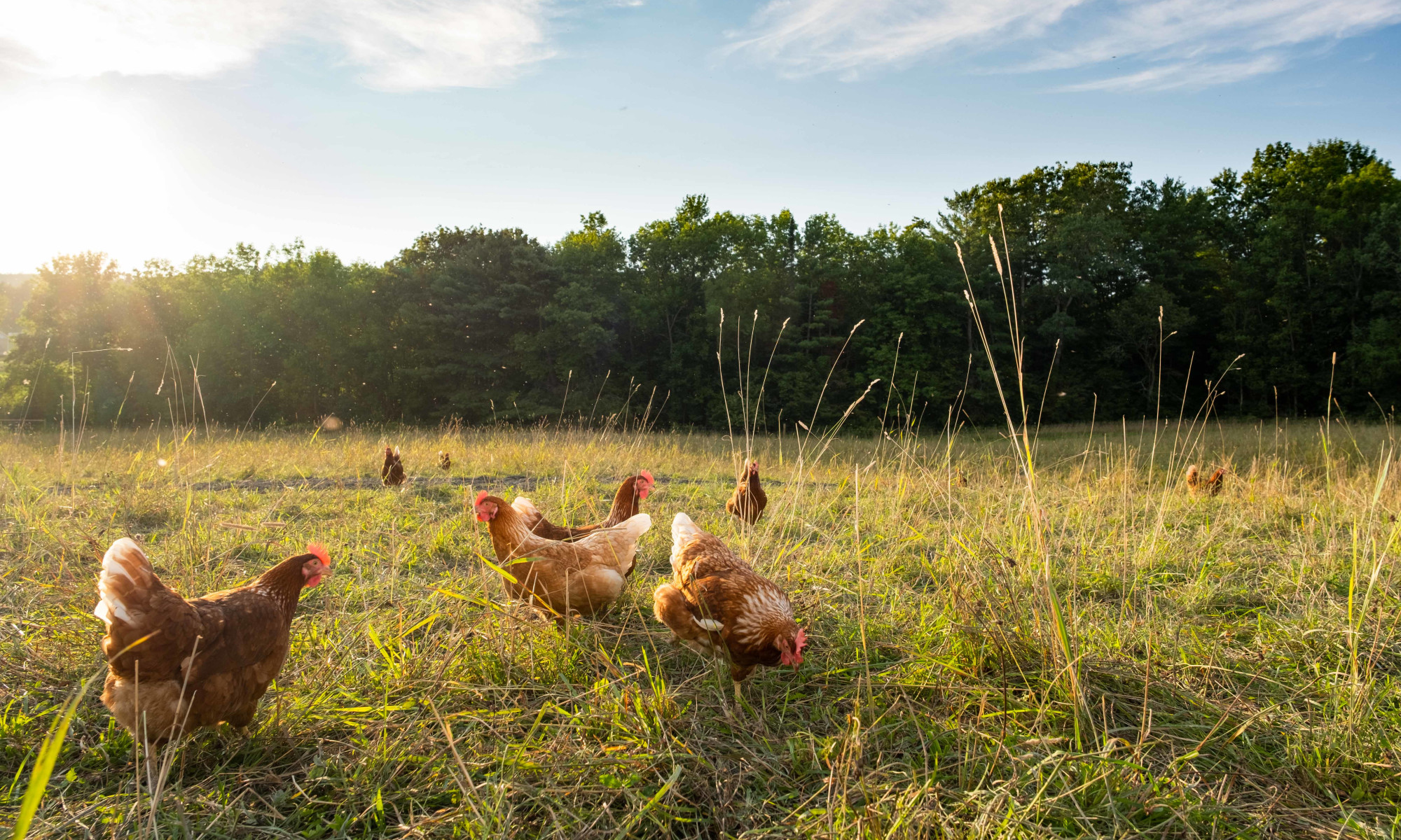 Eggs On The Grocery List? 5 Reasons To Choose Pasture-Raised