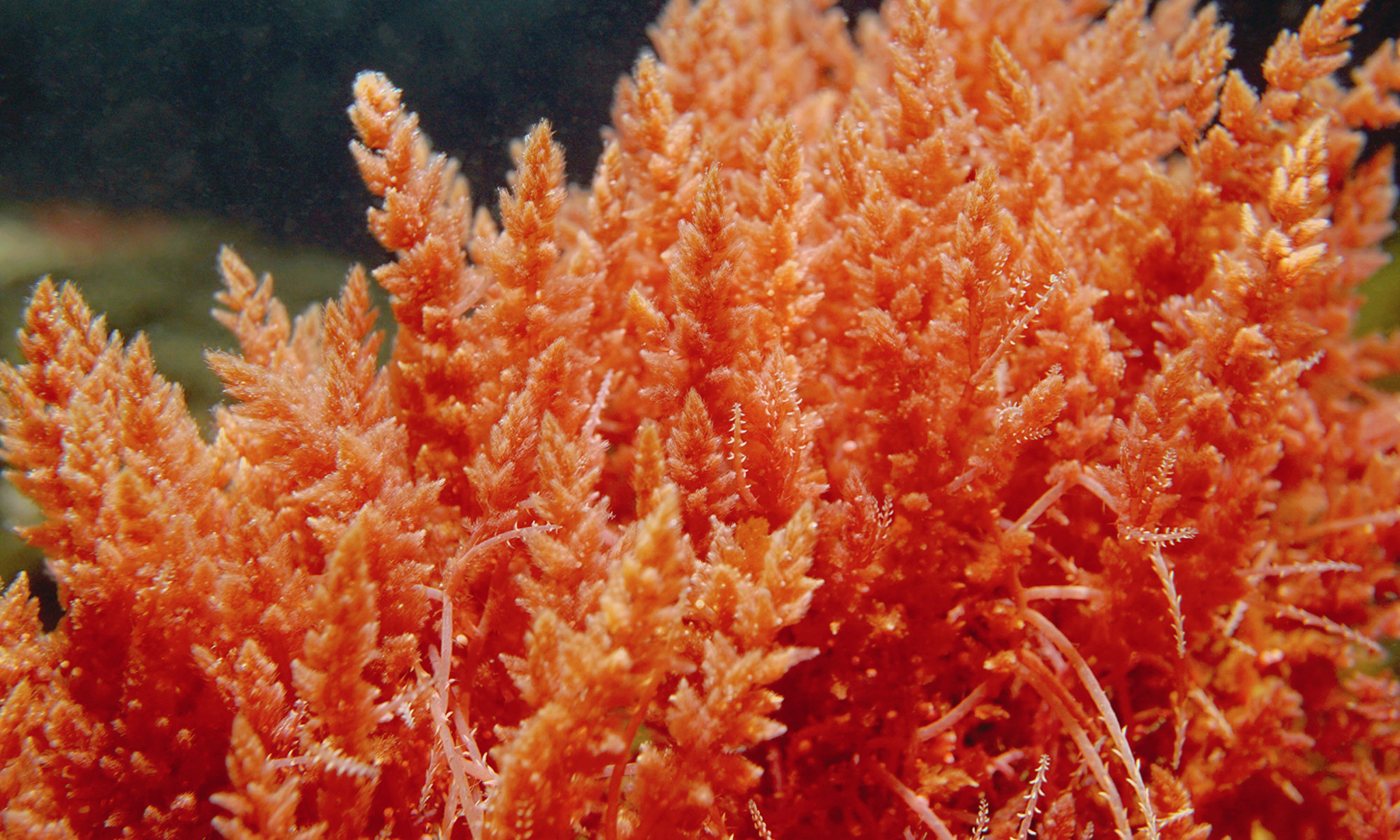 6 Benefits Of Sea Moss & Whether It's Worth The Hype