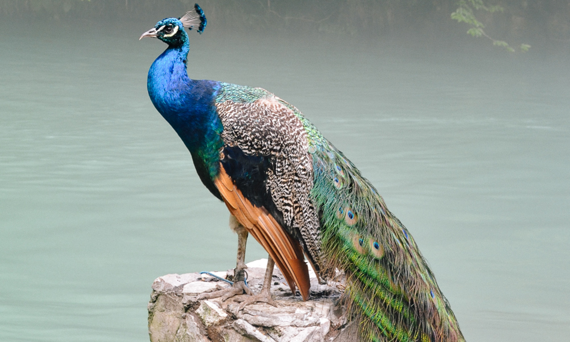 Spiritual Symbolism Meaning Of The Peacock What To Do If You Keep