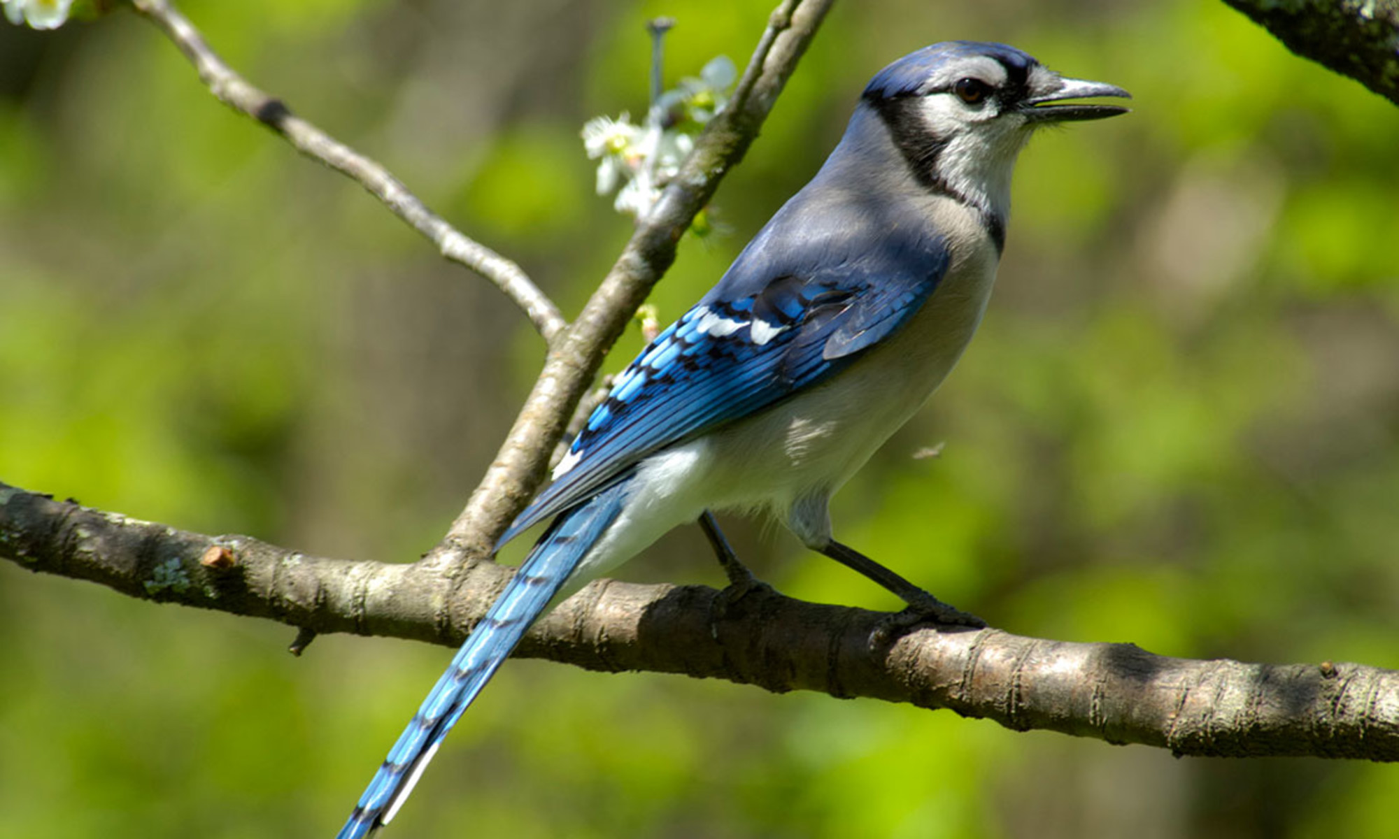 cardinal red blue jay