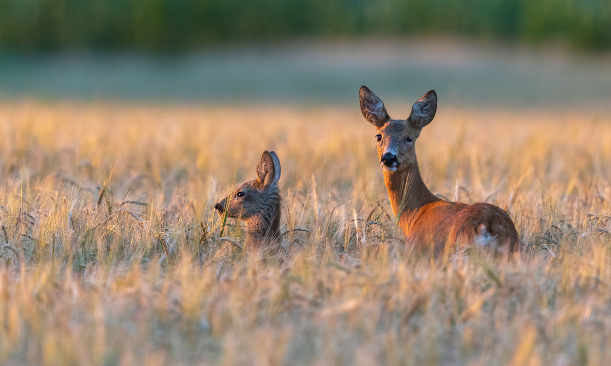 Deer Symbolism: Spiritual Meanings Behind The Animal | mindbodygreen
