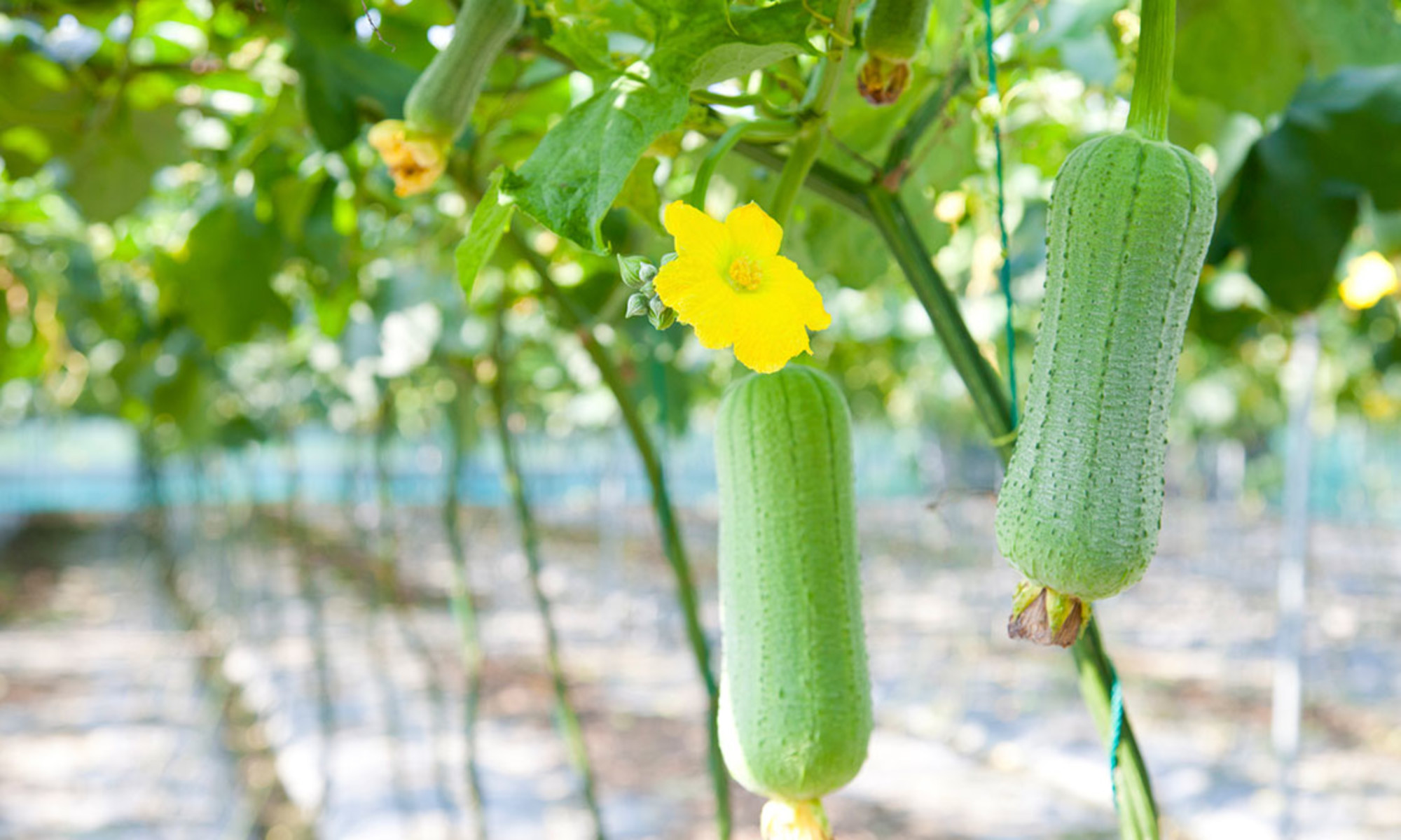 pumpe Arab løber tør Loofah Plant: How To Grow It, Clean It, Care Tips + More | mindbodygreen