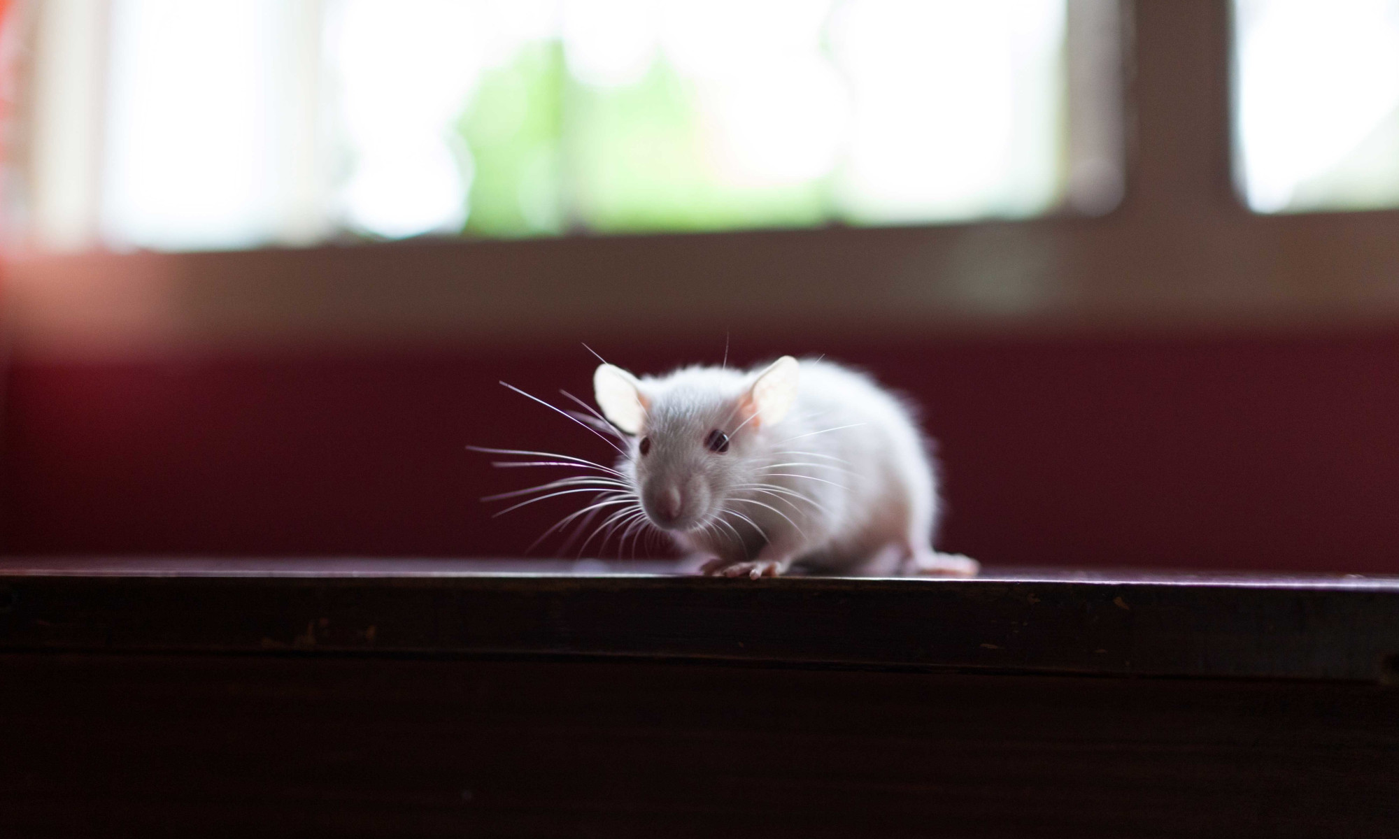 Rats In A Dream Which means: 7 Interpretations For Rat Goals