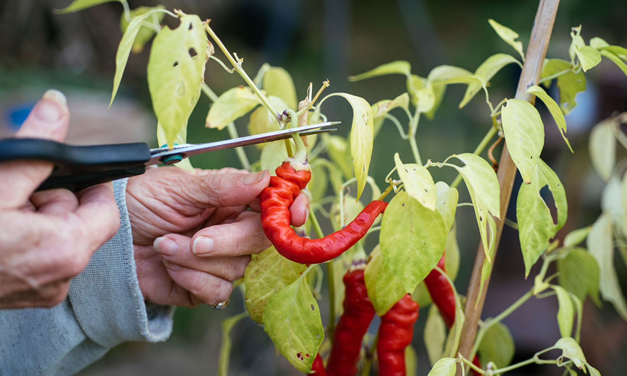 How Cayenne Peppers Cut back Cravings & Promote Metabolic Well being