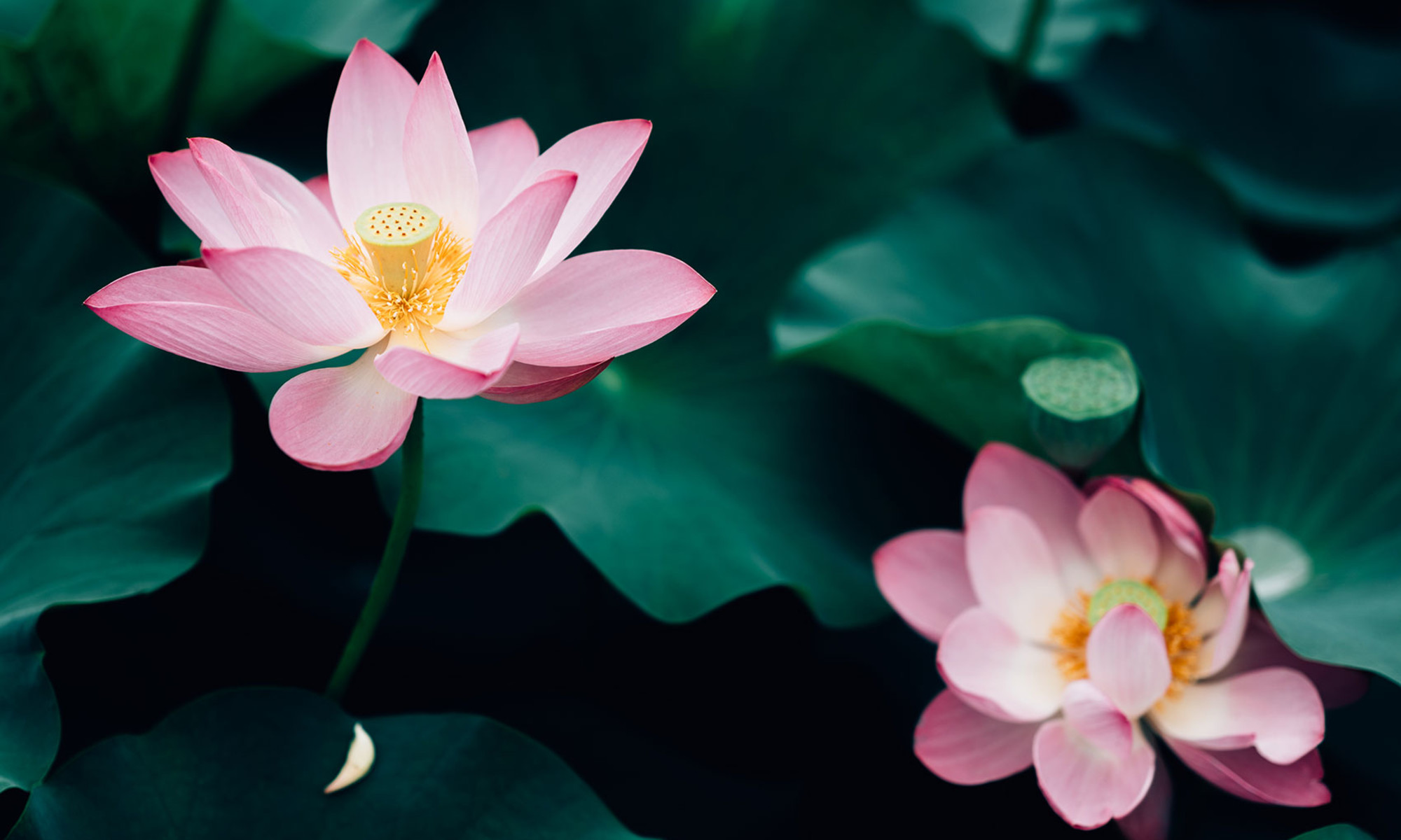lotus flowers: the history, symbolism & meaning of this flower