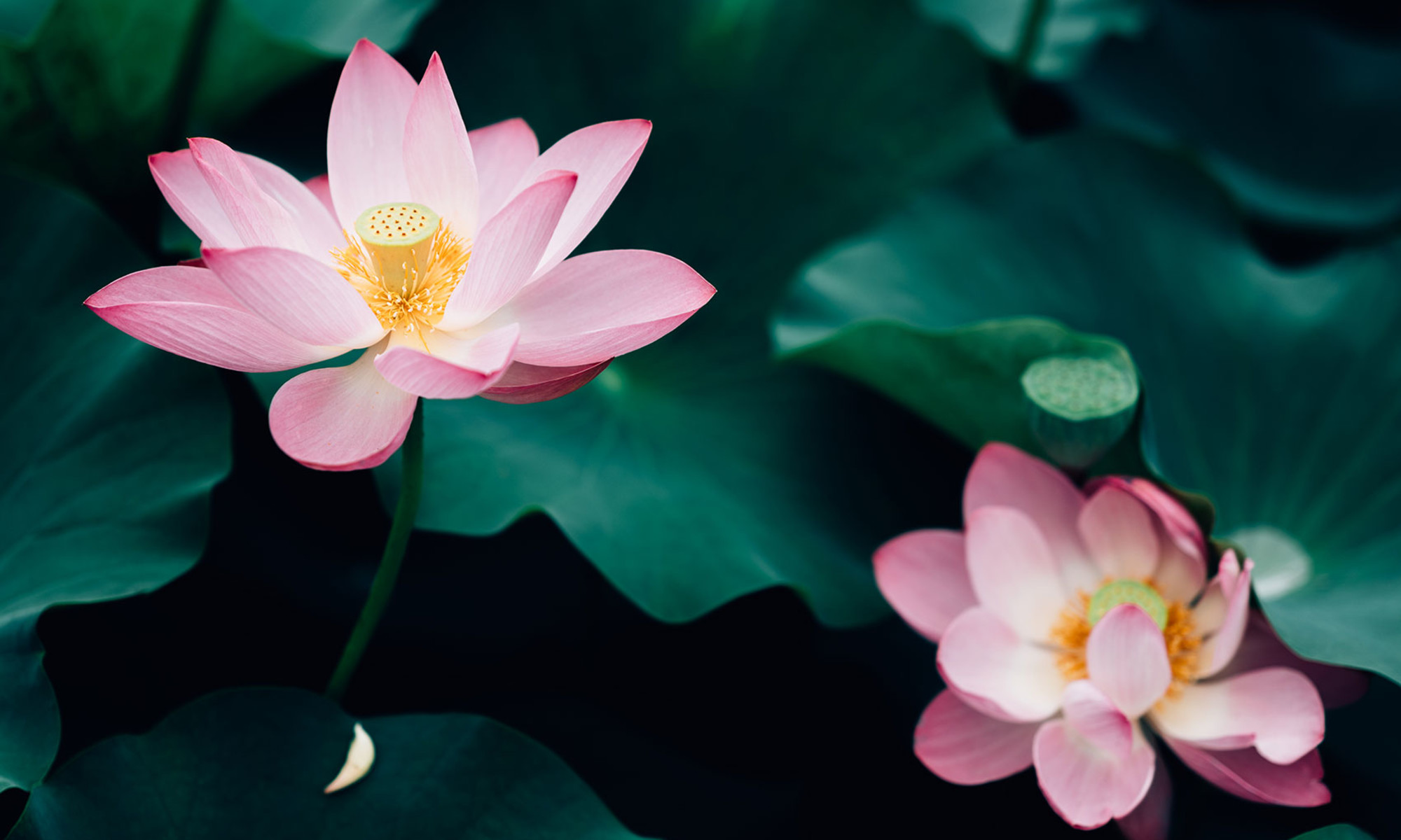 Lotus Flower Essay in English for Class 1, 2 & 3: 10 Lines, Short