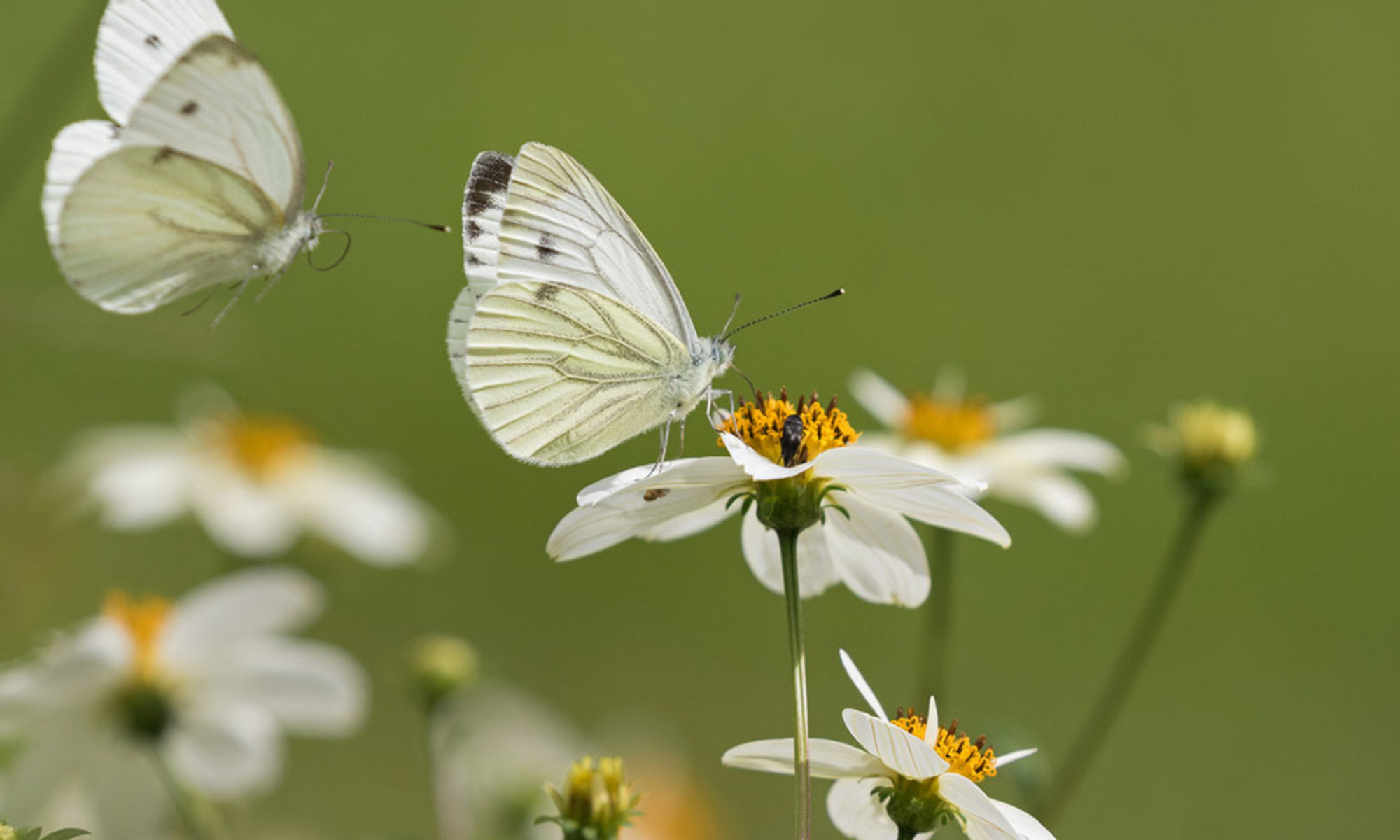 What Does It Mean When You Keep Seeing Butterflies Everywhere