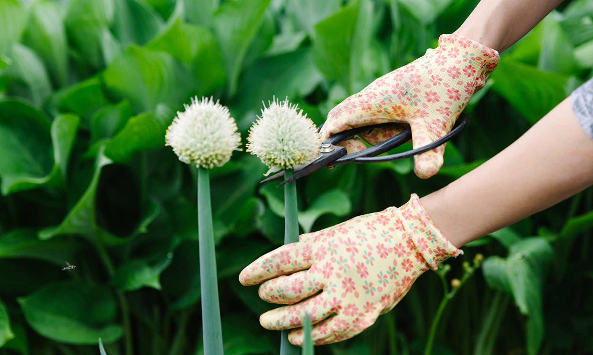 This 2-Second Technique Makes Flowers Look More Full & Vibrant