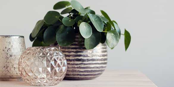 Image of This Plant Is A Lucky Charm — And It Will Totally Thrive In Your Home