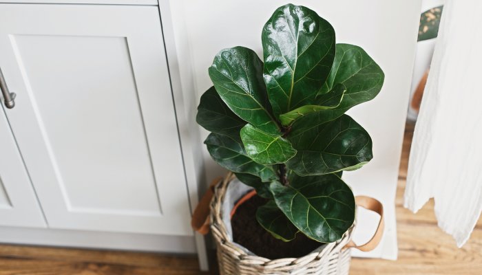 This Giant Houseplant Is Easier To Care For (And Less $$) Than The Fiddle Leaf 1
