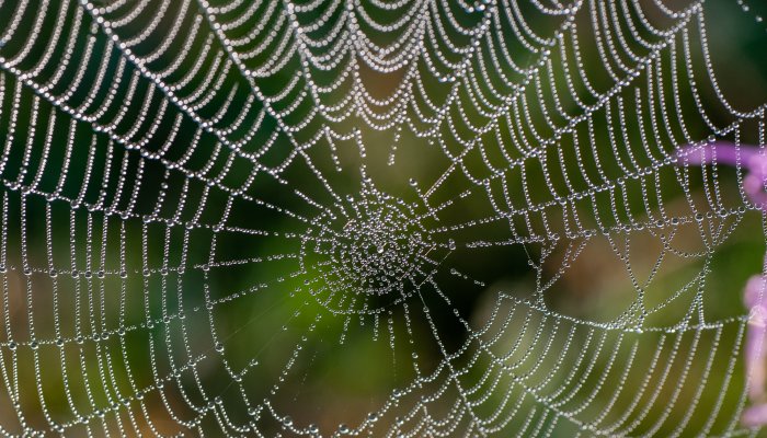 Scared Of Spiders? Here's Why They're Actually A Powerful Spiritual Symbol