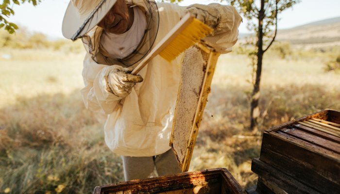 मधुमक्खी पालन के बारे में उत्सुक?  आरंभ करने से पहले जानने योग्य 6 बातें