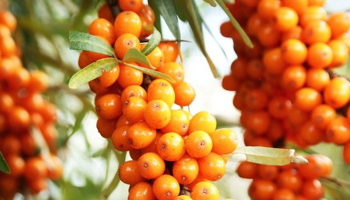 Easy Steps To Trenbolone mix Of Your Dreams