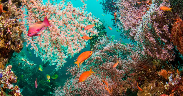 Why Coral Reef Restoration Could Save Our Oceans - mindbodygreen