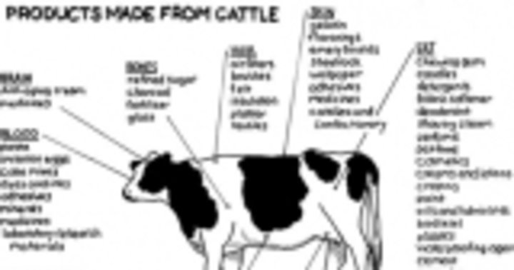 Products Made from Cattle Image - mindbodygreen