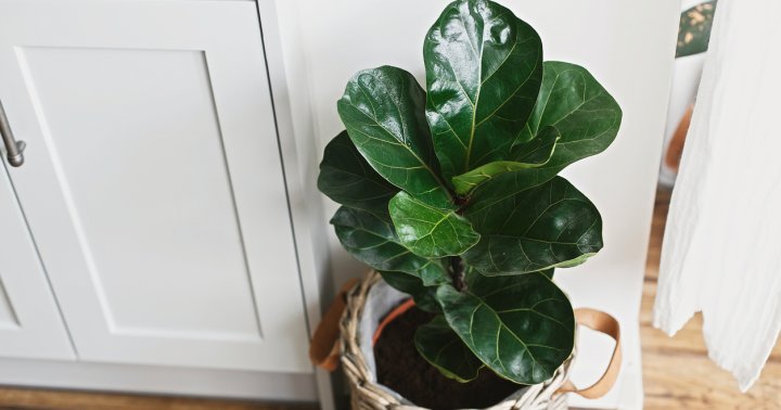 Ficus Audrey Care Tips For Beginners Signs Of Distress News Dome