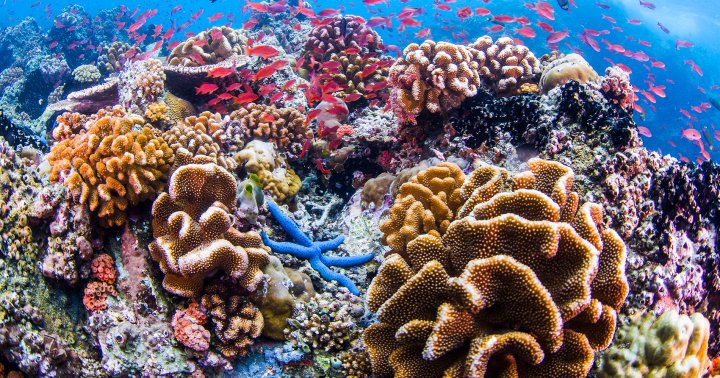 Heads Up: Your Mineral Sunscreen May Not Actually Be Reef-Safe + What That Means