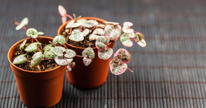 This Delicate-Looking Plant Is Actually Shockingly Hardy