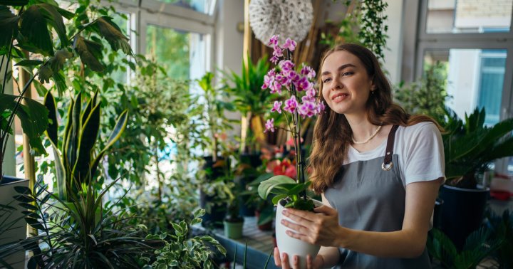 How To Care For Orchids Indoors: Expert Tips To Know