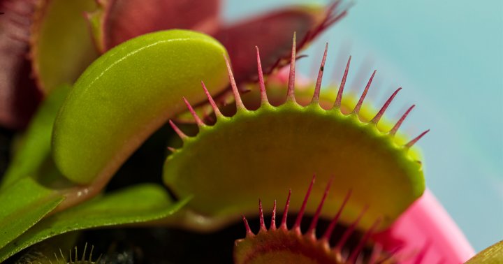 This Hungry, Hungry Houseplant Can Take Care Of Pest Problems For You