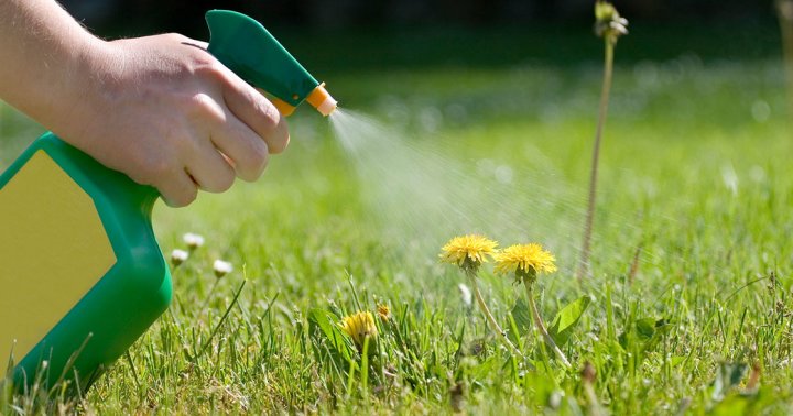 4 Natural Pesticides To Use In Your Garden & 5 Ways To Apply