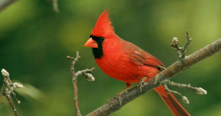 Keep Seeing Cardinals Everywhere? Here's What It Can Mean For You