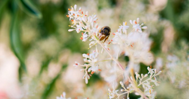 14 Flowers & Plants That Will Attract Bees To Your Yard