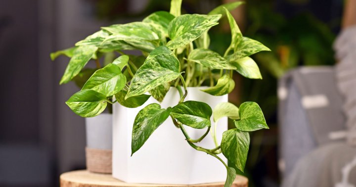 This Houseplant Can Thrive Almost Anywhere & Grows Up To 20 Feet Long