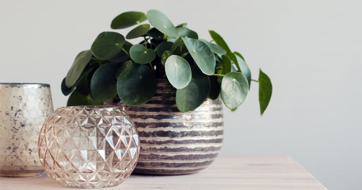 Chinese Money Plant Care: How To Grow, Propagate & More