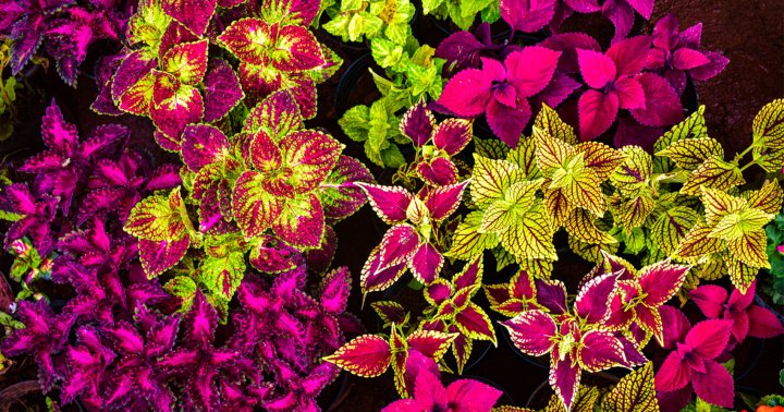 An Intro To Coleus Plants + How To Keep Yours Looking Colorful & Bright
