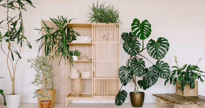 5 Things A Greenery Expert Wants You To Do To Your Plants Right Now
