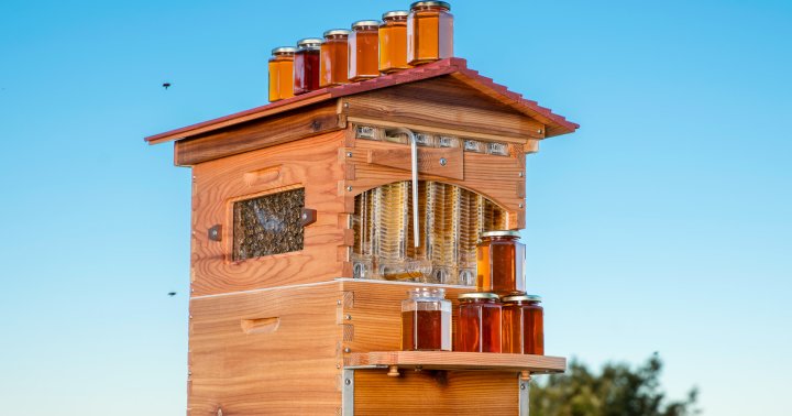 This Backyard Beehive Makes Harvesting Your Own Honey 10X Easier