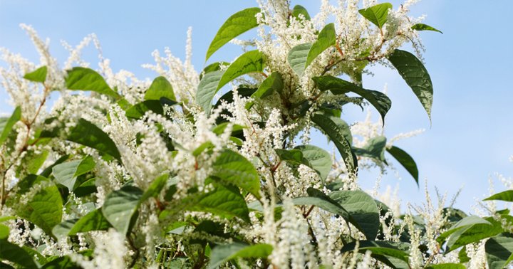 This Phytonutrient Is The Antioxidant & Longevity Player You Want On Your Team