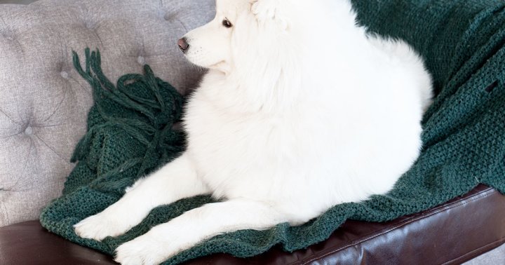 My Dog's Fur Was Everywhere — Until I Found This (A Must-Have For Pet Owners)