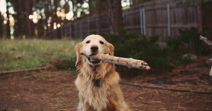 Strangers Say My Dog Smells Incredible — & It’s Thanks To This Natural Shampoo Strangers Say My Dog Smells Incredible — & It’s Thanks To This Natural Shampoo