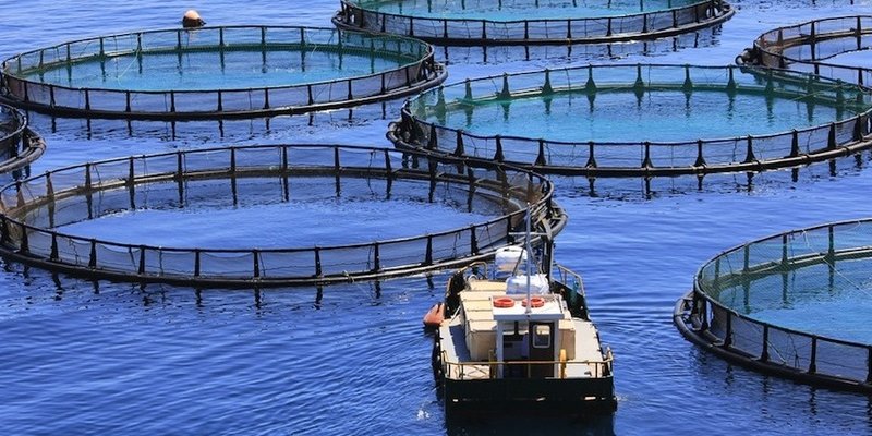 Farm raised fish discount