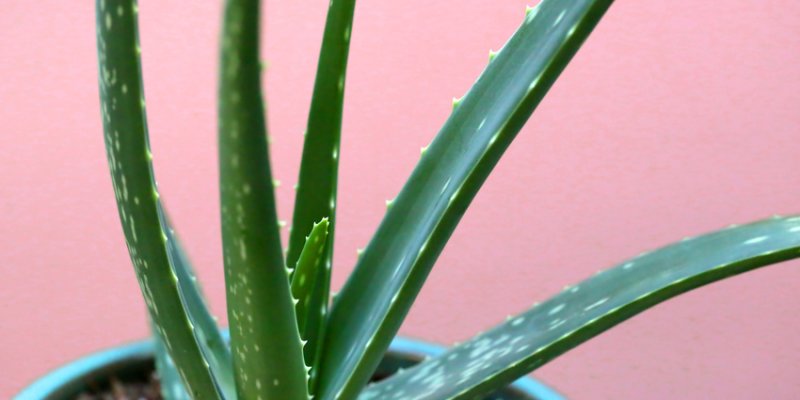 The Amazing Uses And Health Benefits Of Aloe Vera