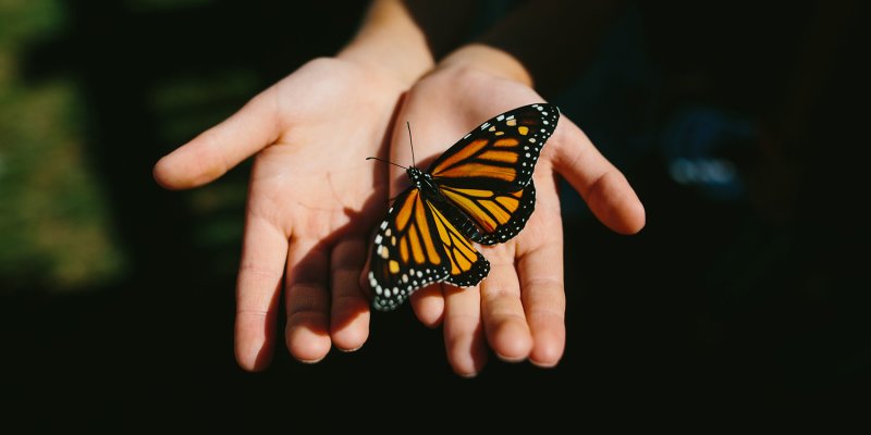 Butterfly Symbolism: Spiritual Meaning Behind The Animal | mindbodygreen