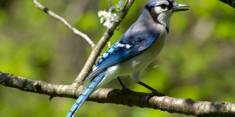 How Smart Are Blue Jays? 3 Things to Know About These Spirited Animals