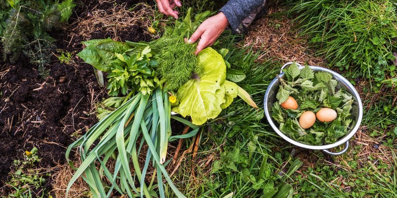 Designing A Permaculture Garden: Tips, Tricks & Benefits | mindbodygreen